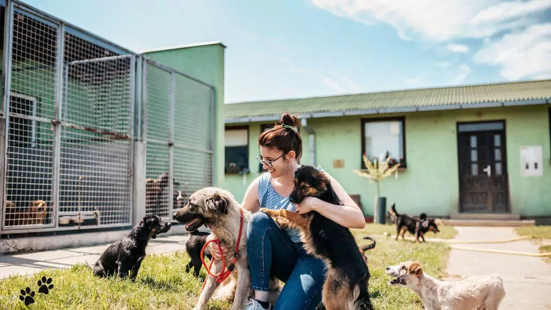 The Best Animal Shelters in America: A Guide to Compassionate Rescues