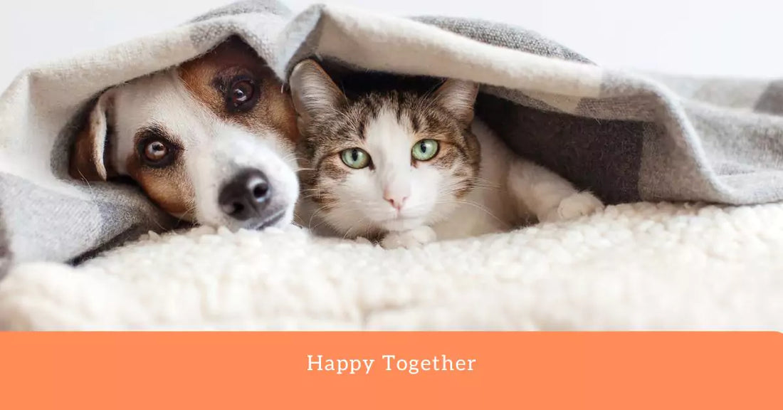 Creating Harmony: How to Keep Your Cat and Dog Happy Together